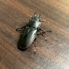 パープル系メタリフェルホソアカクワガタ　成虫ペア①の画像