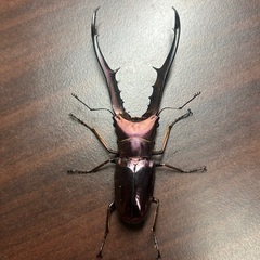 パープル系メタリフェルホソアカクワガタ　成虫ペア①