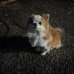 チワワオス8歳セーブル色