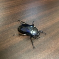 フクエアオカナブンWF1　 成虫ペアの画像