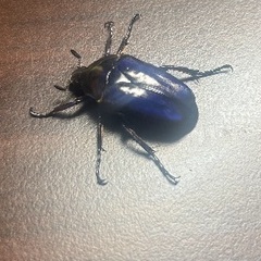 フクエアオカナブンWF1　 成虫ペアの画像