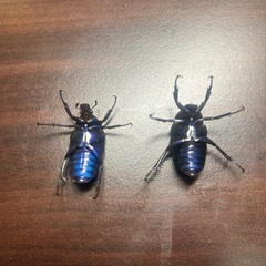 フクエアオカナブンWF1　 成虫ペアの画像