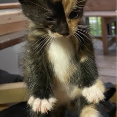 黒×茶 1歳こねこ