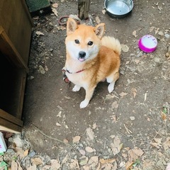 柴犬メス9歳