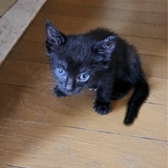 黒ネコちゃん　オス