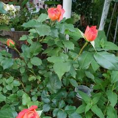 写真の薔薇の挿し穂　２本