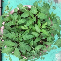 🍅トマトの苗🌱