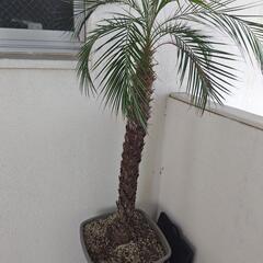 フェニックスロベリニー 約120cm