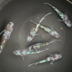 ①メダカ　白ブチラメ幹之サフィア系　3ペア＋1匹(7匹) (画像...