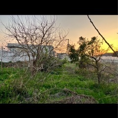 庭の木や草で困っている方いませんか^_^ − 徳島県