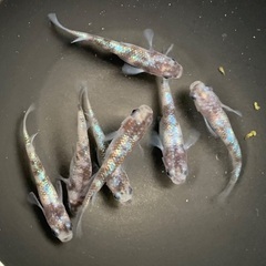 ②メダカ 白ブチラメ幹之サフィア系　3ペア＋1匹(7匹) (画像...