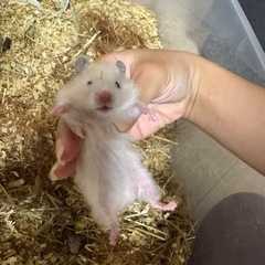 キンクマハムスター🐹