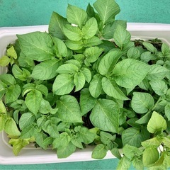 🥔じゃがいもの苗🥔🌱