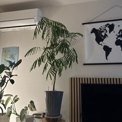 観葉植物　
エバーフレッシュ