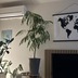 ランキングキーワードに紐づく投稿画像-観葉植物