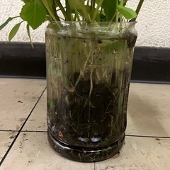 しその苗１０本位Ｂ（6/6まで） の画像