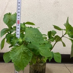 しその苗１０本位Ｂ（6/6まで） の画像
