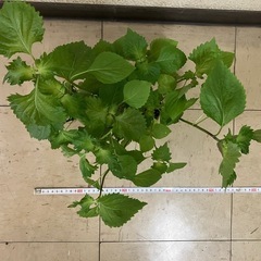 しその苗１０本位Ｂ（6/6まで） の画像