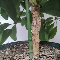 カポック（シェフレラ）85cm 鉢付きの画像