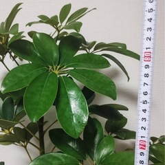 カポック（シェフレラ）85cm 鉢付きの画像