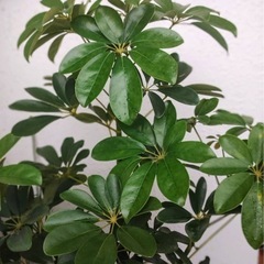 カポック（シェフレラ）85cm 鉢付きの画像