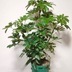 ランキングキーワードに紐づく投稿画像-観葉植物