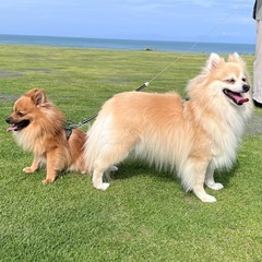 犬友達を募集しています！