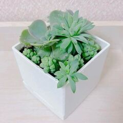 鉢付き　多肉植物　寄せ植え　鉢植え　観葉植物　セダム・ビアホップ...