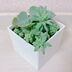 ランキングキーワードに紐づく投稿画像-観葉植物