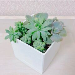 鉢付き　多肉植物　寄せ植え　鉢植え　観葉植物　セダム・ビアホップ・ファンファーレ・リラシナの画像