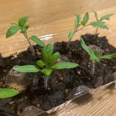 甘いアイコミニトマトの苗　1つ50円
