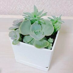 鉢付き　多肉植物　寄せ植え　鉢植え　観葉植物　セダム・ビアホップ・ファンファーレ・リラシナの画像