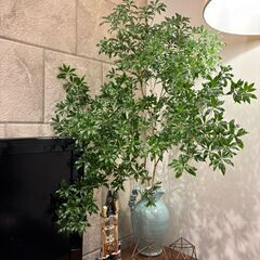 独り、でも独りじゃない。植物と犬と暮らす男の話。