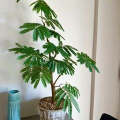 独り、でも独りじゃない。植物と犬と暮らす男の話。 - 文京区