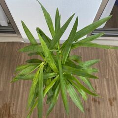 独り、でも独りじゃない。植物と犬と暮らす男の話。 - 友達