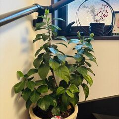 独り、でも独りじゃない。植物と犬と暮らす男の話。 − 東京都