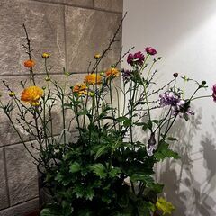 独り、でも独りじゃない。植物と犬と暮らす男の話。 - メンバー募集