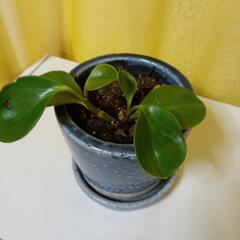 ペペロニア