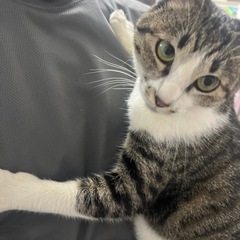 早急に飼い主募集してます。