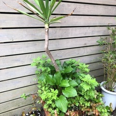 キボウシ・初雪かヅラ寄せ植え