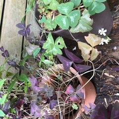 オキザリス球根ピンク花・白花
