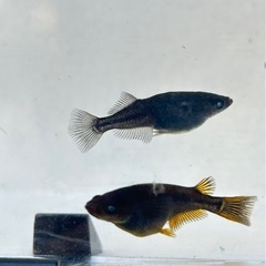 黒天幻龍　　　卵　300円