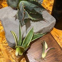 オマケ付。アガベ斑入りセット　早い者勝ち　　