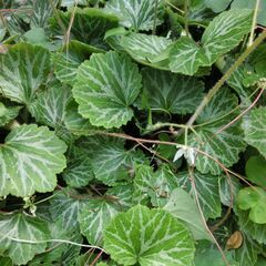 四季の山野草（雪の下）個人出品です。、★雑草対策には最適です、◎根付きでビニール袋でお渡しします、◎大小混ざります、★希望本数対応可能です、★お手数をおかけしますプロフィール必読ですの画像
