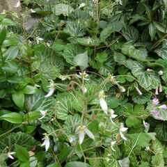 四季の山野草（雪の下）個人出品です。、★雑草対策には最適です、◎根付きでビニール袋でお渡しします、◎大小混ざります、★希望本数対応可能です、★お手数をおかけしますプロフィール必読ですの画像