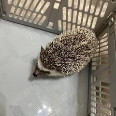 ハリネズミ　オス　