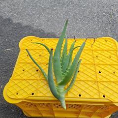 キダチアロエ