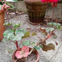 栄養ゼラニウム2の画像