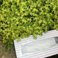 ★お庭のアクセント、個人出品です。◎雑草対策最適、◎この時期黄色く色付きます綺麗です、普段はグリーンで、冬場は枯れますが春に又出ます、◎テイシュボックス（画像２）に入れお渡しになります、★数対応可能です、★お手数をおかけしますプロフィール必読ですの画像