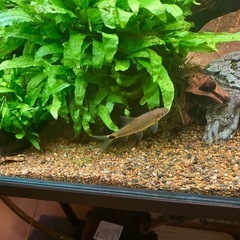 熱帯魚